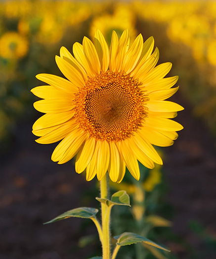 individual sunflower